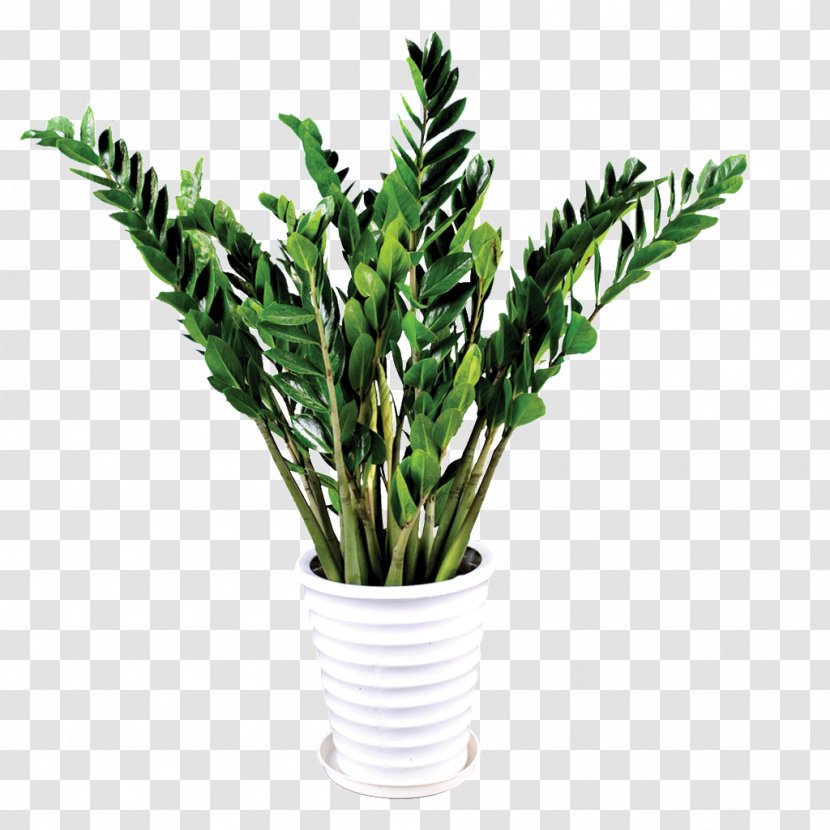 Grow Light Plants Houseplant Taobao Penjing - Dumb Canes - Flower Pot Transparent PNG