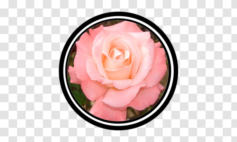 Garden Roses Cut Flowers Pink M Petal - Flowering Plant - Rose Transparent PNG