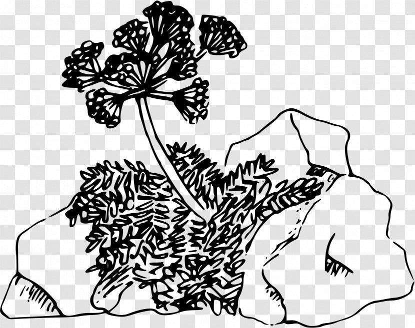 Drawing Line Art Parsley Clip - Flora - Lily Of The Valley Transparent PNG