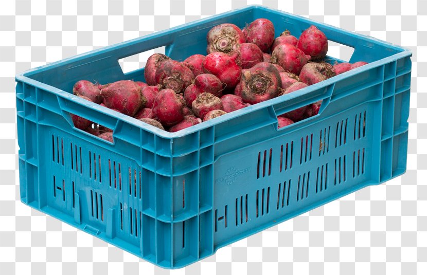 Chioggia Beet Kroot Strawberry Kilogram - Beetroot - 199591 Transparent PNG