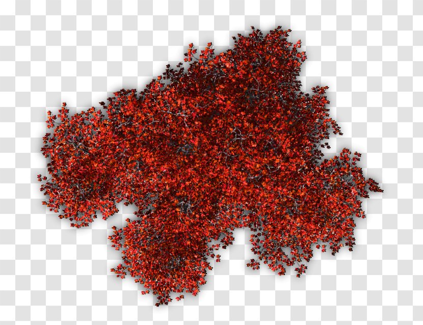 Tree Shrub Red Berberis Thunbergii Plant - Autumn Leaf Color - Top View Transparent PNG