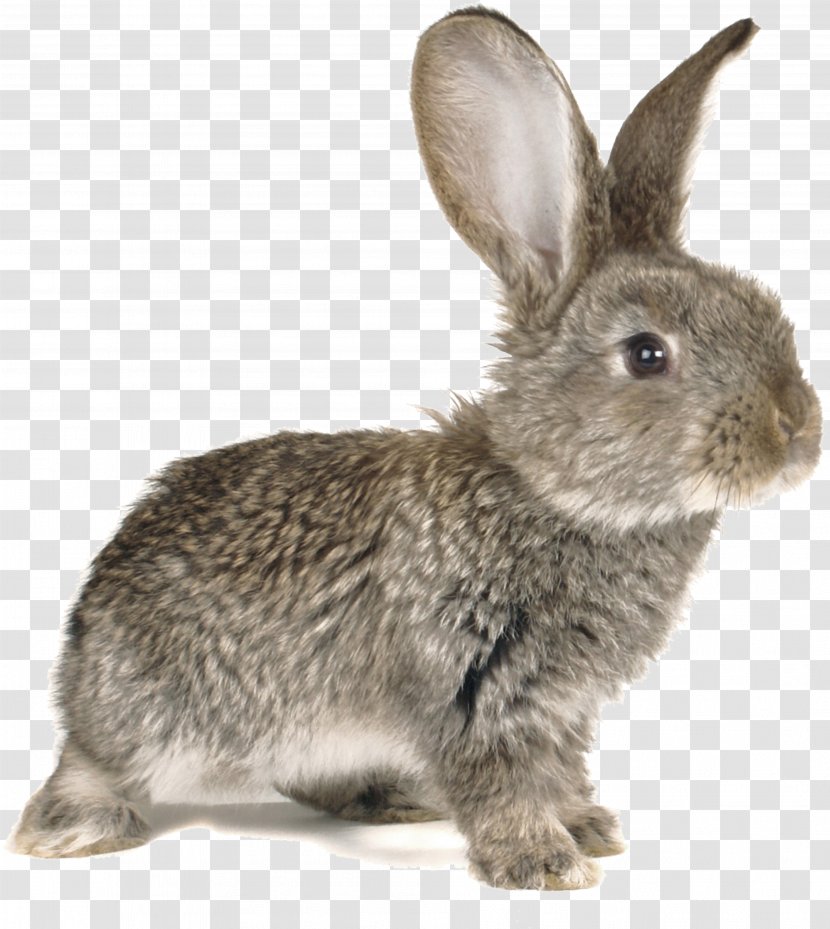 Easter Bunny European Rabbit Stock Photography Kifaranga - Tail - Cute Silly Transparent PNG
