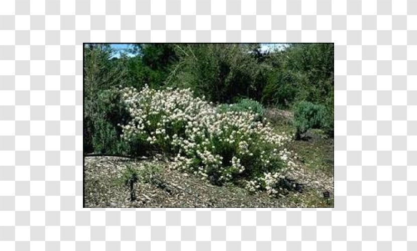 Shrubland Olearia Ramulosa Teretifolia Plant - Grass - Rose Myrtle Transparent PNG