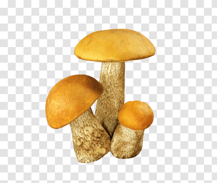 Fungus Aspen Mushroom Edible Brown Cap Boletus Clip Art Transparent PNG