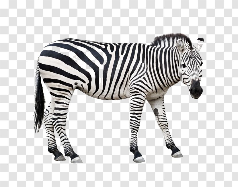 Burchell's Zebra Animal Horse Wildlife - Code Transparent PNG