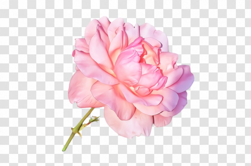 Rose - Common Peony - Carnation Transparent PNG