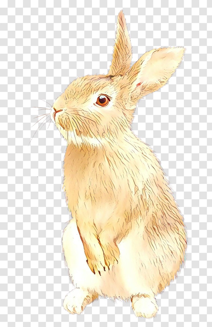 Domestic Rabbit Hare Clip Art - Snowshoe - New England Cottontail Transparent PNG