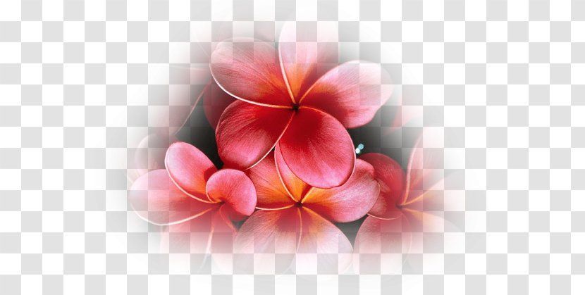 Desktop Wallpaper Flower Lei 'Ilima Plumeria Rubra - Cartoon Transparent PNG