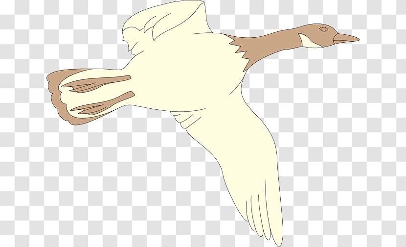 Bird Cygnini Goose Duck Clip Art - Beak Transparent PNG