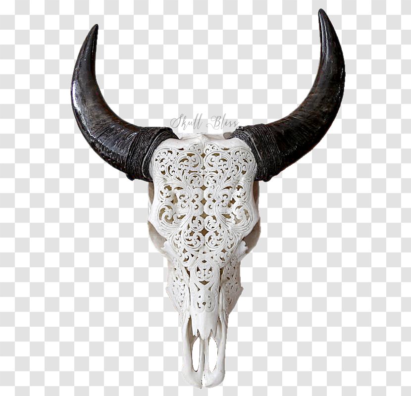Texas Longhorn Skull Bull Goat - Skeleton Transparent PNG