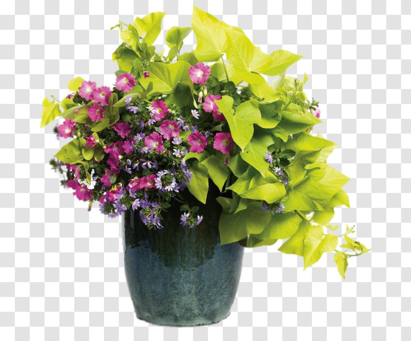 Flowerpot Scaevola Aemula Container Garden Floral Design Shipping - Flower Transparent PNG