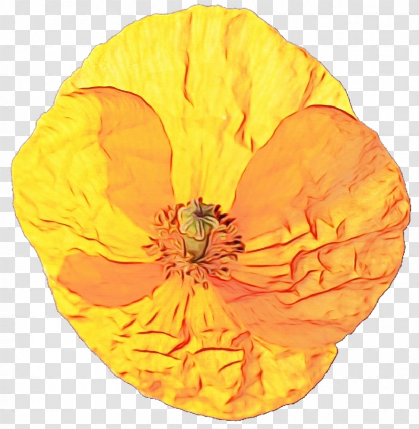 Orange - Leaf - Wildflower Poppy Family Transparent PNG
