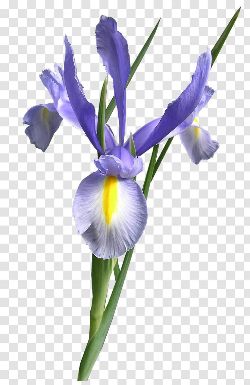 Cut Flowers Iris Versicolor - Orris Root Transparent PNG