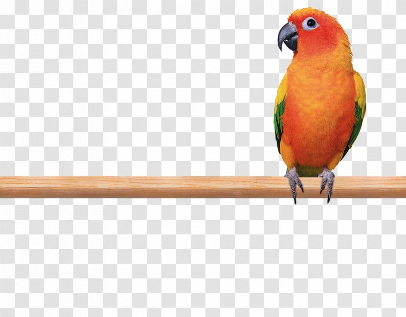Budgerigar Lovebird Parrot Macaw Transparent PNG