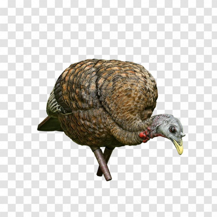 Duck Decoy Turkey Hunting Transparent PNG