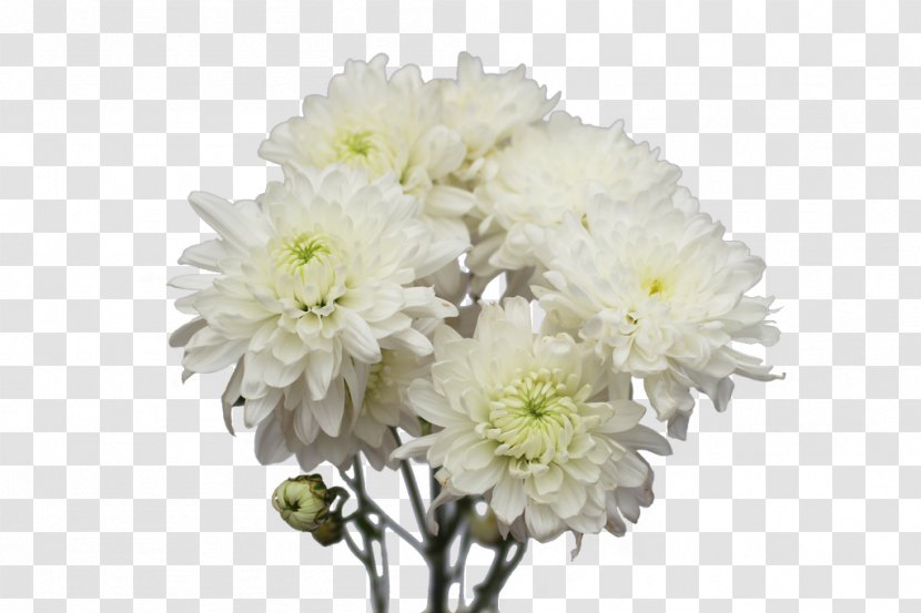 Chrysanthemum Cut Flowers Flower Bouquet Dahlia - Flowering Plant - Lilac Transparent PNG