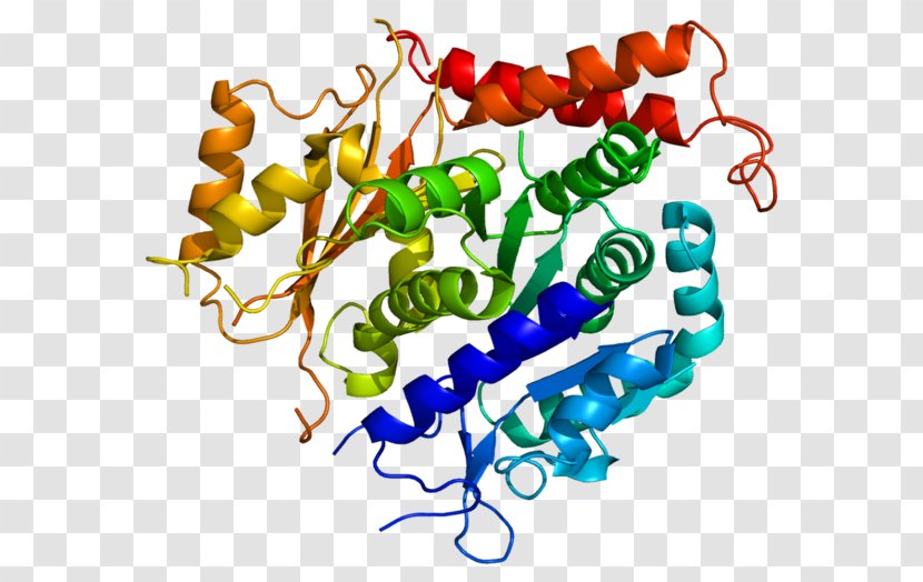 Protein C Pericentriolar Material TUBG2 Tubulin - Tree - Chain Gene Transparent PNG