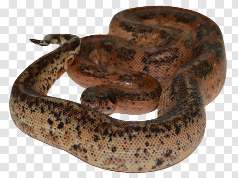 Boa Constrictor Kingsnakes Reptile Rattlesnake - Terrestrial Animal Transparent PNG