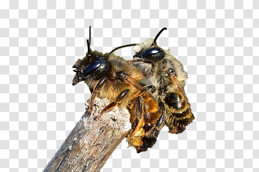 Honey Bee Bees Honey Transparent PNG
