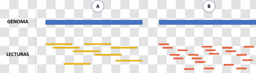 DNA Sequencing Sanger Genome Massive Parallel - Diagram - Cubrir Transparent PNG