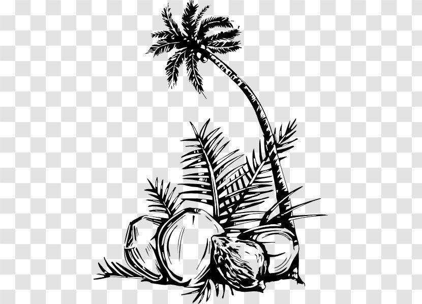 Coloring Book Arecaceae Coconut Tree Fruit - Vector Transparent PNG