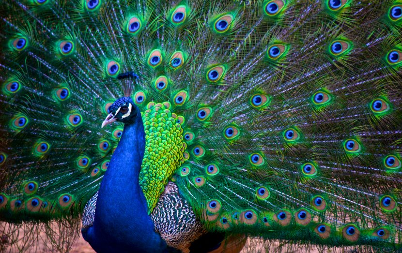 India Asiatic Peafowl Bird Jaguarundi Phasianidae - Peacock Transparent PNG