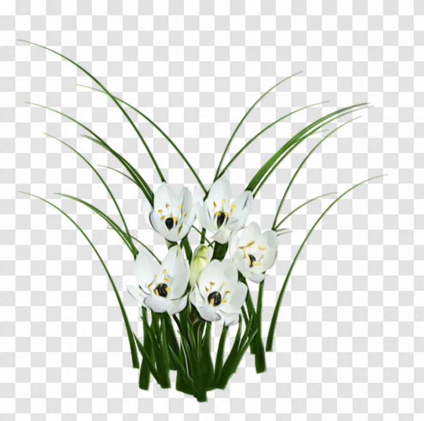 Flower Flowering Plant Grass Lily Of The Valley - Amaryllis Family Transparent PNG