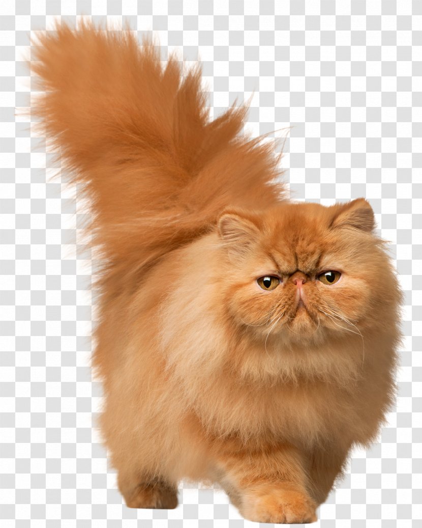 Persian Cat Clip Art Image Kitten Transparent PNG