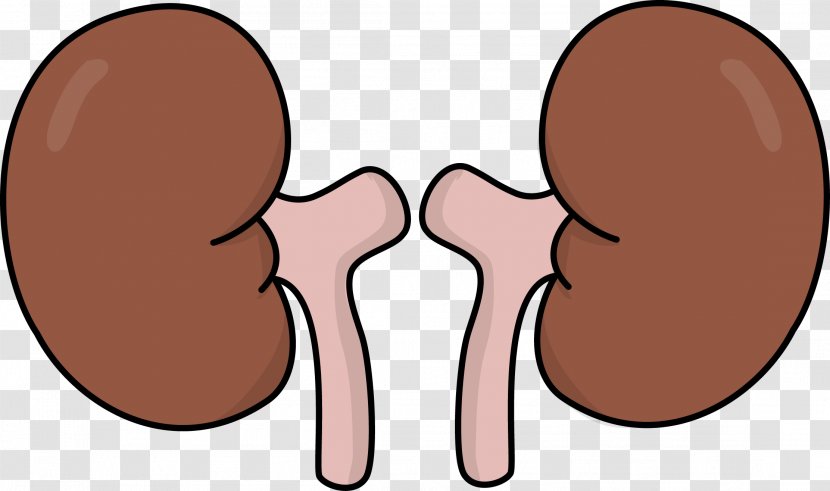 World Kidney Day Clip Art - Heart - Health Kidneys Cliparts Transparent PNG