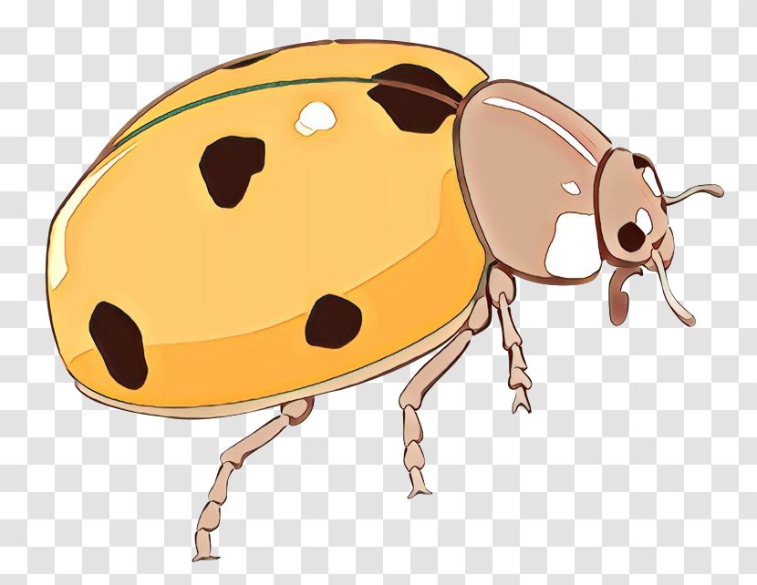 Weevil Clip Art Insect Product Design Snout - Cockroach - Darkling Beetles Transparent PNG