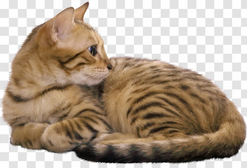 Bengal Cat Egyptian Mau Havana Brown Kitten Food Transparent PNG