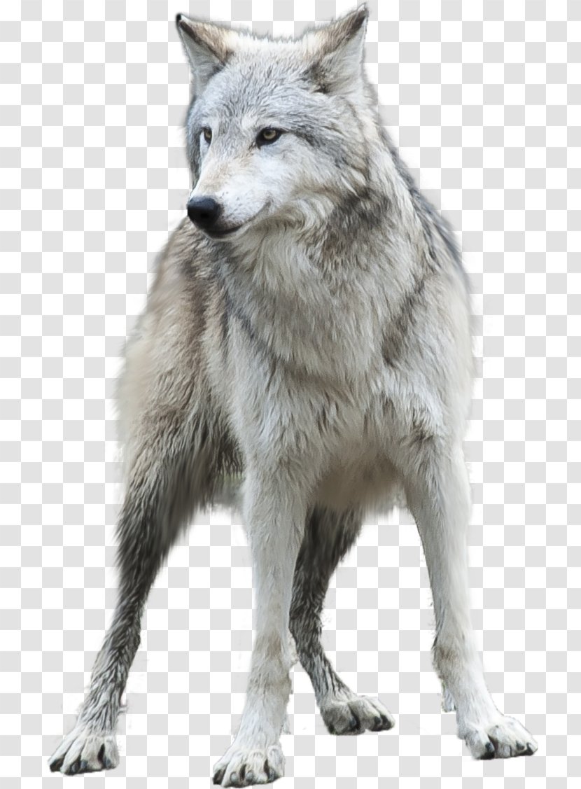 Arctic Wolf Desktop Wallpaper Clip Art Transparent PNG