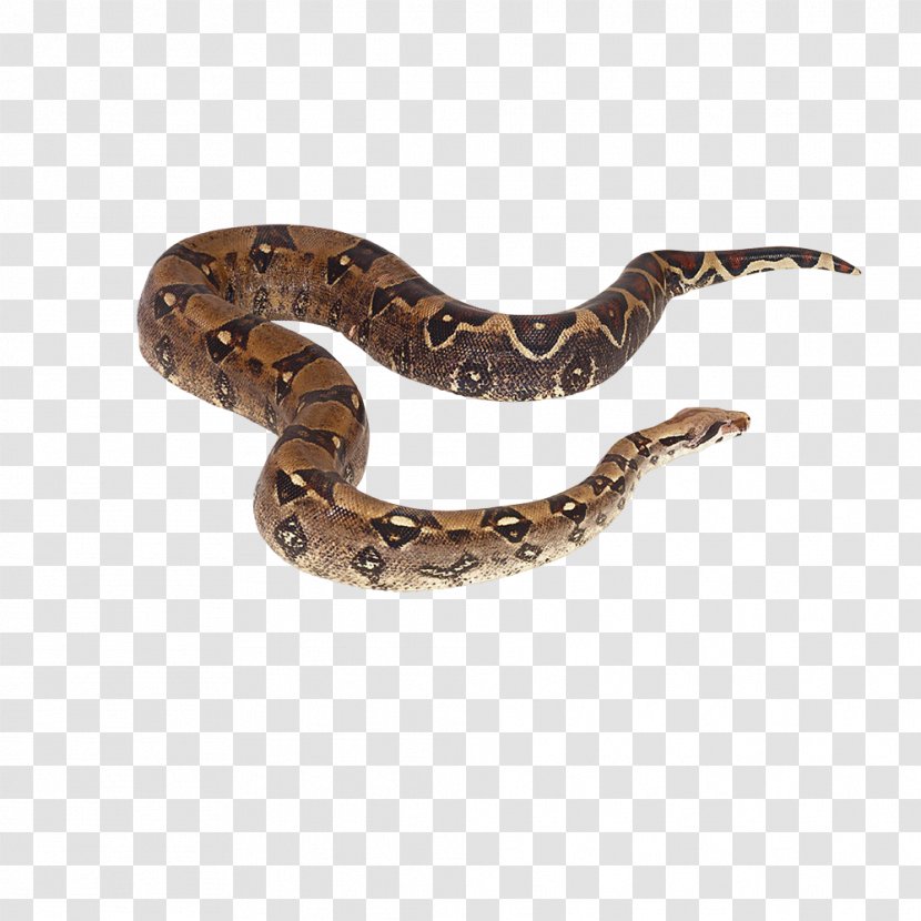 Crotalus Cerastes Snake Reptile Boa Constrictor - Sidewinder Transparent PNG