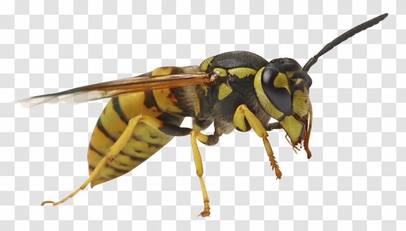 Bee Sting Characteristics Of Common Wasps And Bees Vespula - Insect - Salsa Night Transparent PNG