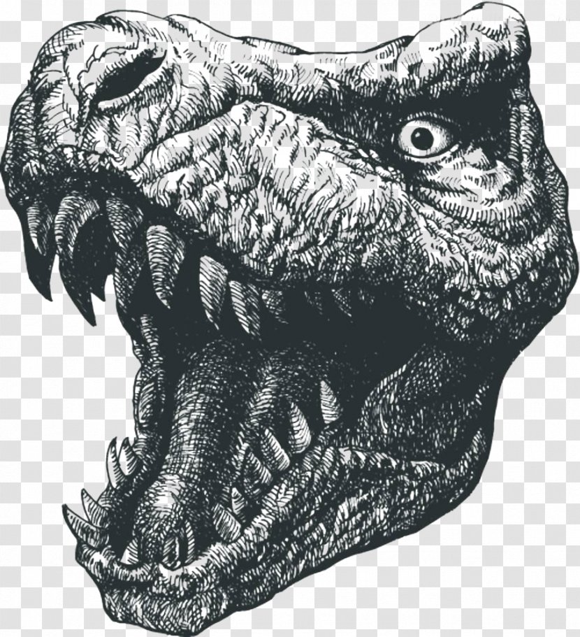 Tyrannosaurus Rex Dinosaur Drawing Illustration - Head Transparent PNG