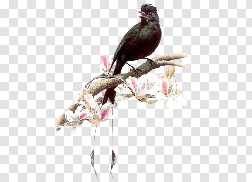 Drawing Birds 百鳥圖 And People Painting - Bird Transparent PNG