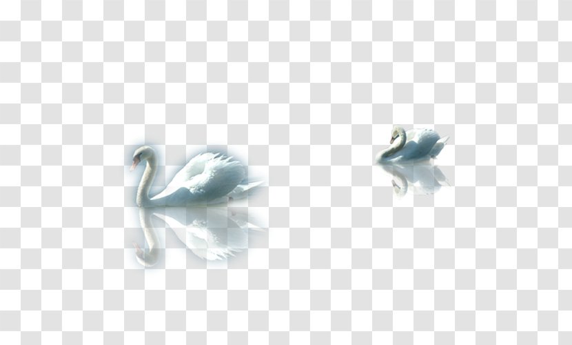 Cygnini Duck Euclidean Vector - Bird - Swan Transparent PNG