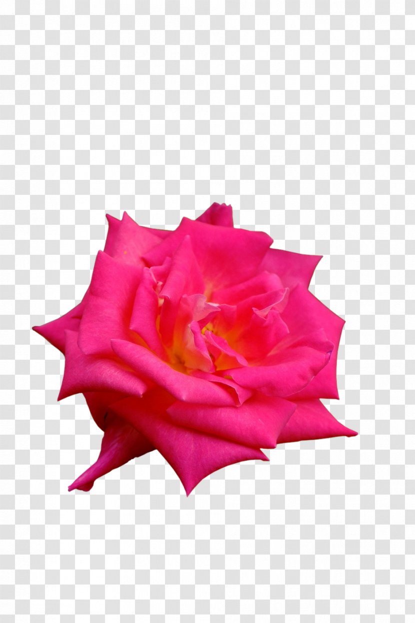 Garden Roses Petal Cut Flowers - Pink - Rose Transparent PNG