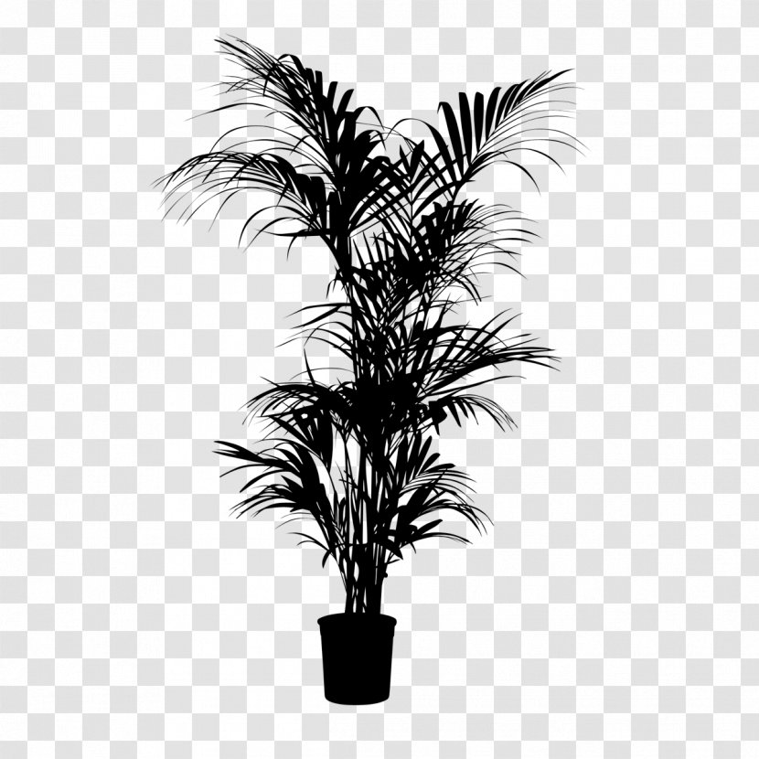 Asian Palmyra Palm Babassu Black & White - Flowering Plant - M Trees Date Transparent PNG