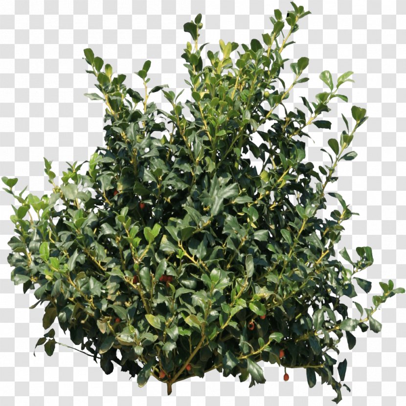 Shrub Image File Formats - Drawing - Bush Transparent PNG