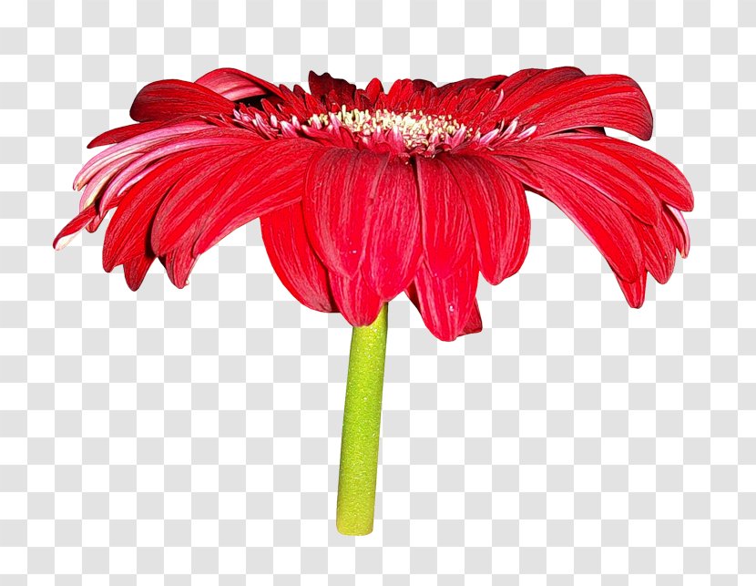 Flower Clip Art - Open Format - Big Red Chrysanthemums Transparent PNG