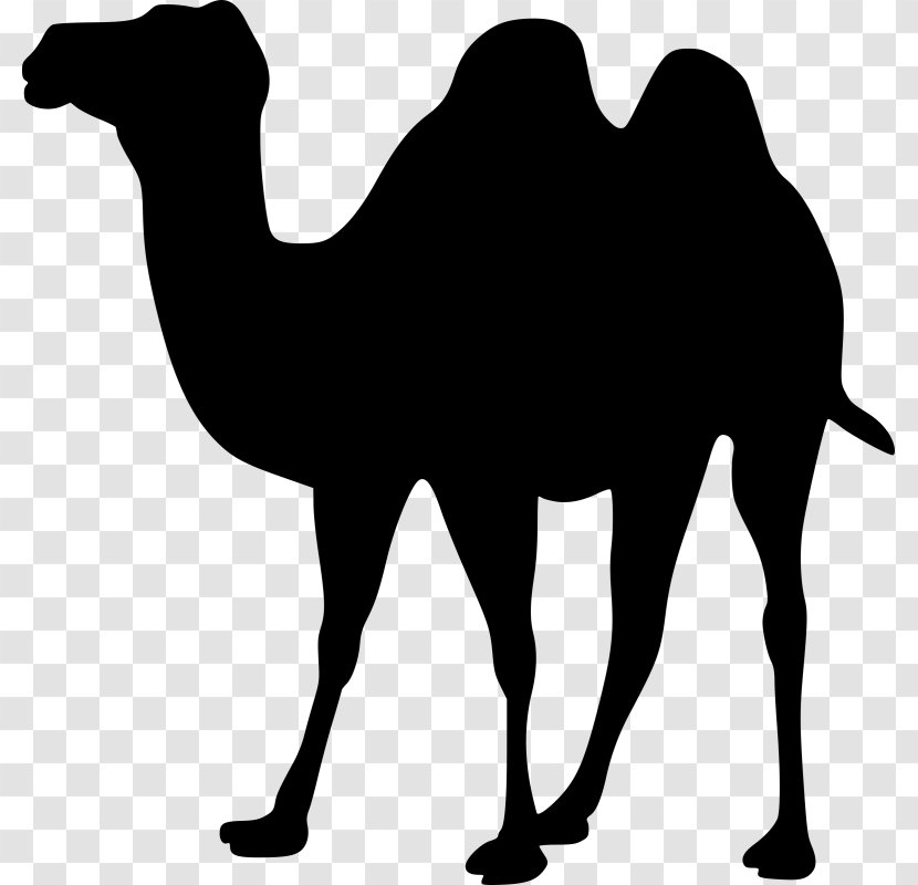 Bactrian Camel Download Clip Art - Wildlife - Snout Transparent PNG