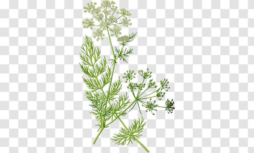 Caraway Herb Cumin Fennel Rosemary - Anthriscus - Plant Transparent PNG
