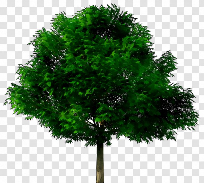 Tree Clip Art Image Stock Photography - Woody Plant - White Pine Transparent PNG