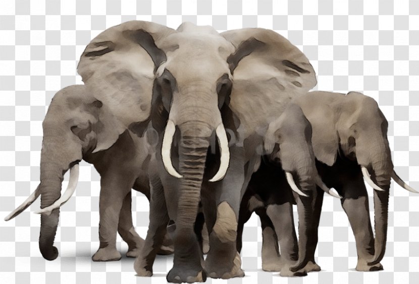 Indian Elephant Vector Graphics Image Clip Art - Wildlife Transparent PNG