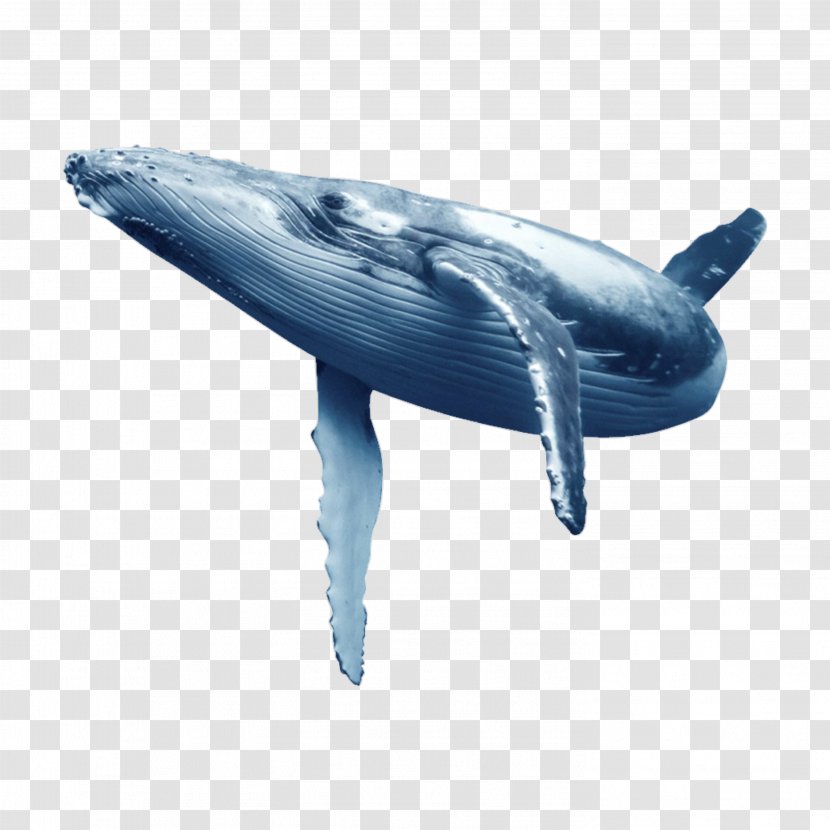 Blue Whale Dolphin Whales Baleen - Oceanic Transparent PNG