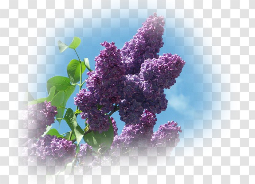 Lilac Рорыа Лолинг Inflorescence Spring - Purple Transparent PNG