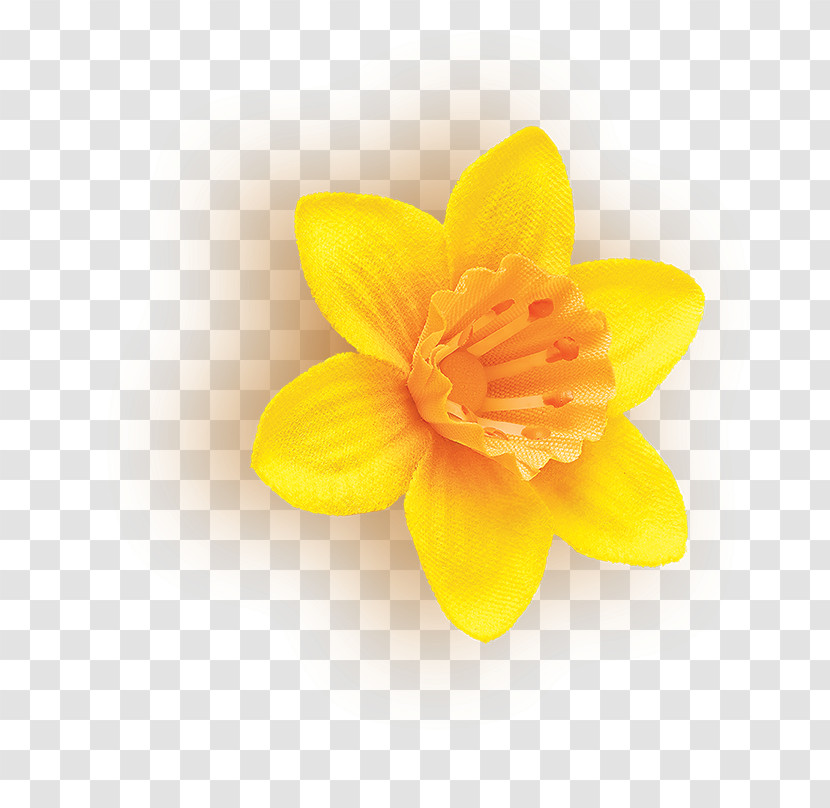 Petal Yellow Flower Plant Narcissus Transparent PNG