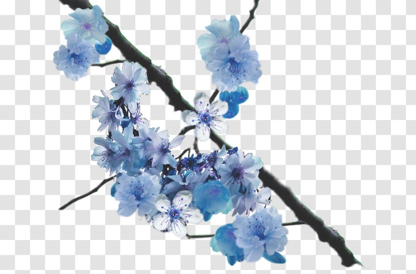 Flower Cherry Blossom East Asian Clip Art Transparent PNG