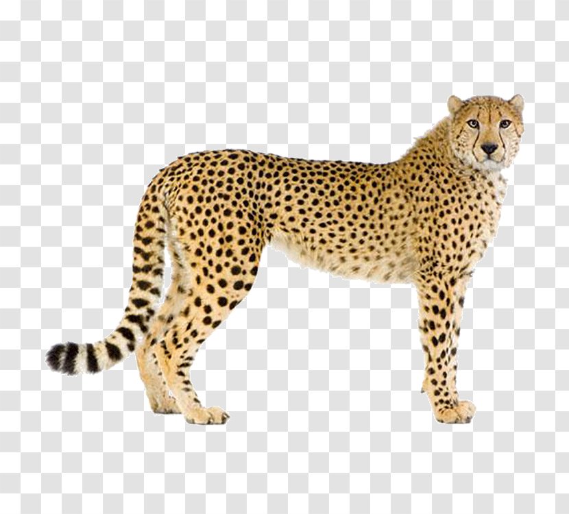 Cheetah Leopard Cougar Stock Photography - Organism Transparent PNG